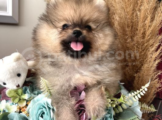 Secereli Pomeranian Boo Dişi Yavrular görsel