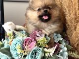 Secereli Pomeranian Boo Dişi Yavrular