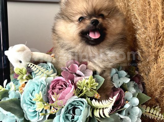 Secereli Pomeranian Boo Dişi Yavrular görsel