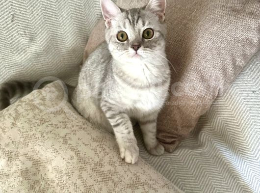Minik Kardeşler