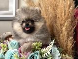 Secereli Pomeranian Boo Dişi Yavrular