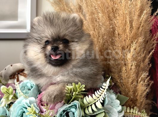 Secereli Pomeranian Boo Dişi Yavrular görsel