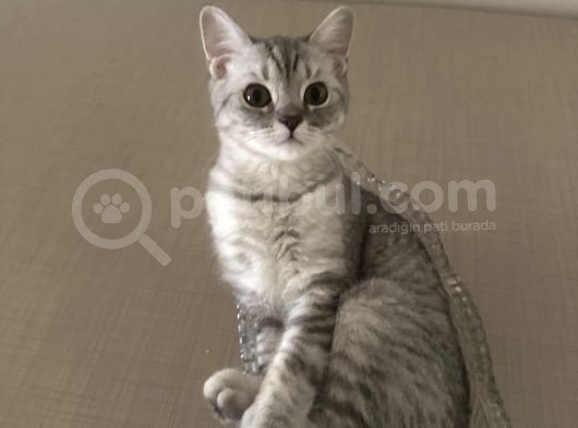 Minik Kardeşler görsel