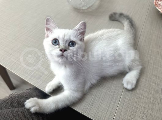Maviş Oğlan görsel