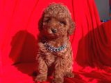 Tooy Poodle Cinsi Kıpkırmızı Red Mini Boy 