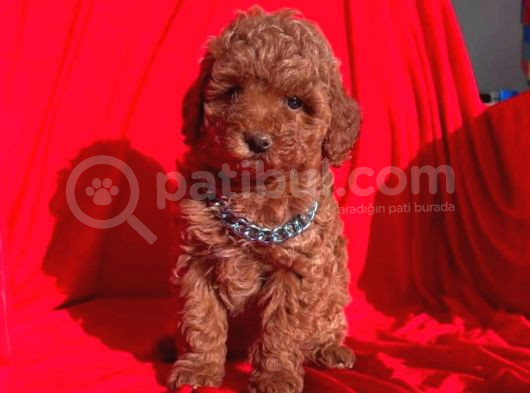 Tooy Poodle Cinsi Kıpkırmızı Red Mini Boy  görsel