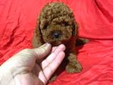 Tooy Poodle Cinsi Kıpkırmızı Red Mini Boy 