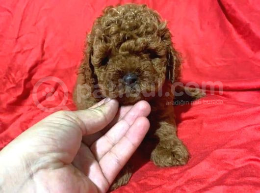 Tooy Poodle Cinsi Kıpkırmızı Red Mini Boy  görsel
