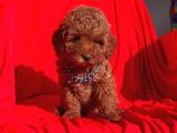 Tooy poodle cinsi kıpkırmızı Red mini Boy 