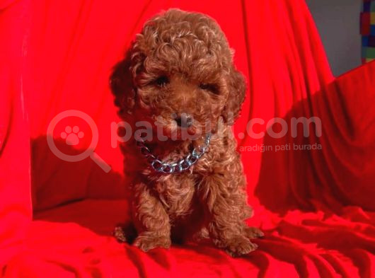 Tooy poodle cinsi kıpkırmızı Red mini Boy 