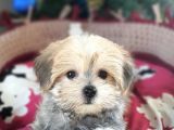 Türkiye De Tek Kore Kanı Teacup Morkie Yavrularımız