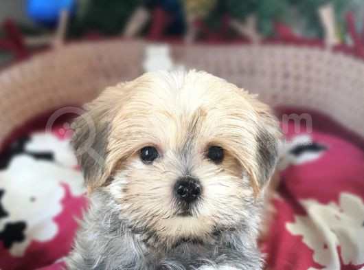 Türkiye De Tek Kore Kanı Teacup Morkie Yavrularımız görsel
