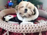 Türkiye De Tek Kore Kanı Teacup Morkie Yavrularımız
