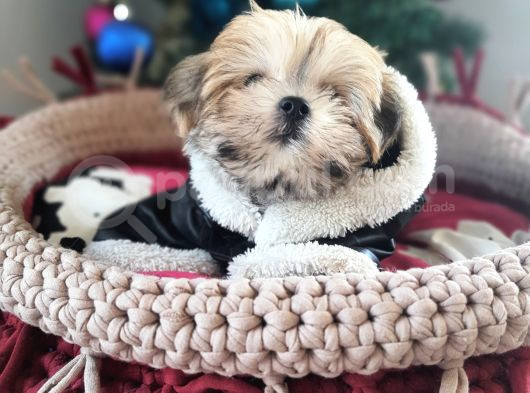 Türkiye De Tek Kore Kanı Teacup Morkie Yavrularımız görsel