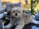 Türkiye de tek Kore Kanı Teacup Morkie Yavrularımız