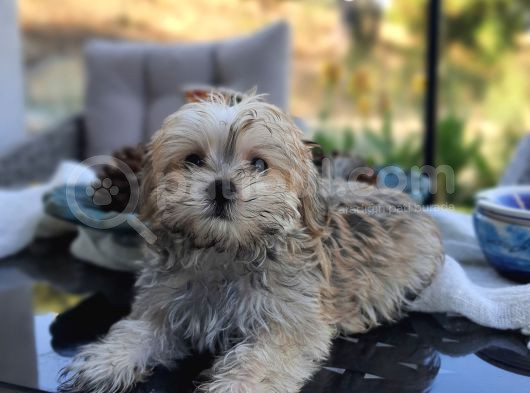 Türkiye De Tek Kore Kanı Teacup Morkie Yavrularımız