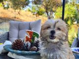 Türkiye De Tek Kore Kanı Teacup Morkie Yavrularımız
