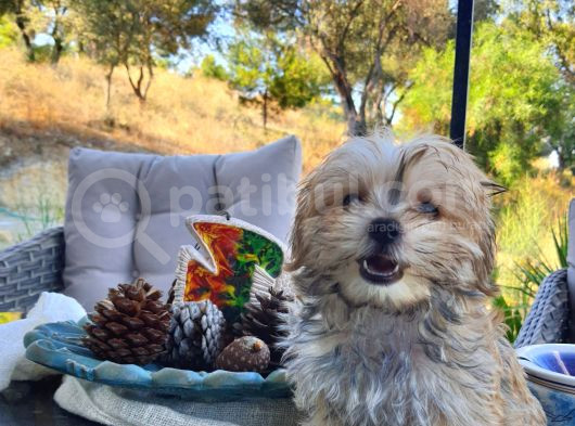 Türkiye De Tek Kore Kanı Teacup Morkie Yavrularımız görsel