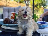 Türkiye De Tek Kore Kanı Teacup Morkie Yavrularımız