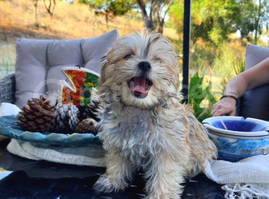 Türkiye De Tek Kore Kanı Teacup Morkie Yavrularımız görsel