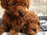 Kore kan Red Brown Toy poodle Küsleri barıştırır