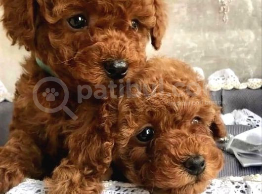 Kore kan Red Brown Toy poodle Küsleri barıştırır