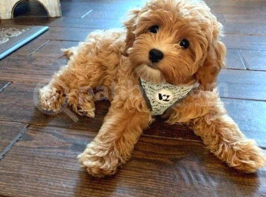 Maltipoo Evinizin Neşe Kaynağı