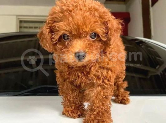 Kore Kan Red Brown Toy Poodle Küsleri Barıştırır görsel