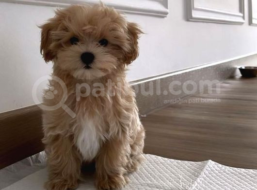 Maltipoo Evinizin Neşe Kaynağı görsel