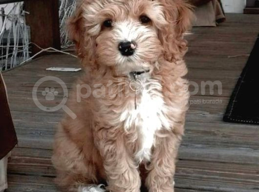 Kahve Tonlu Puppy Kıvırcık Tüylü Malti̇po Ci̇nsi̇  görsel
