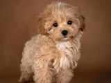 Maltipoo Evinizin Neşe Kaynağı