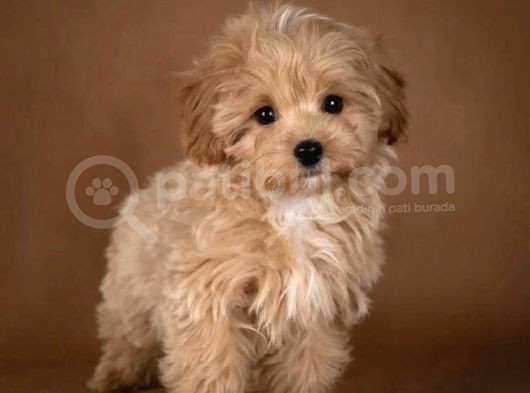 Maltipoo Evinizin Neşe Kaynağı görsel