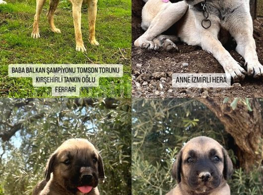 Geleceği̇n Ağir Si̇kletleri̇