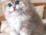 BRİTİSH LONGHAİR DÜNYA TATLISI YAVRU