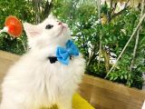 British Longhair