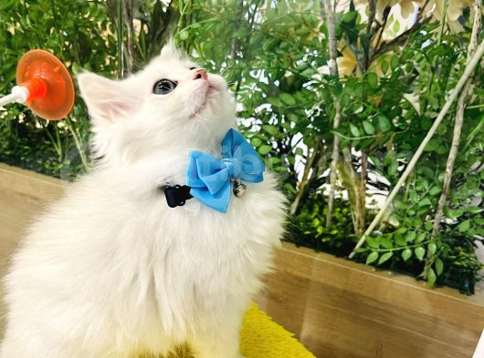 British Longhair görsel