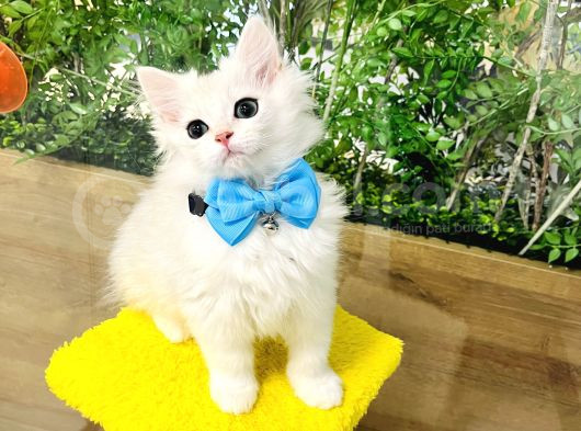 British Longhair