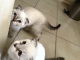 3 Aylık Sağlıklı Blue Point Yavrularıma Yuva Arıyorum