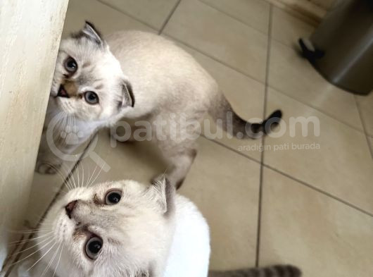 3 Aylık Sağlıklı Blue Point Yavrularıma Yuva Arıyorum görsel