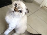 3 Aylık Sağlıklı Blue Point Yavrularıma Yuva Arıyorum