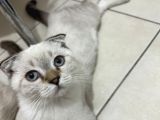 3 Aylık Sağlıklı Blue Point Yavrularıma Yuva Arıyorum