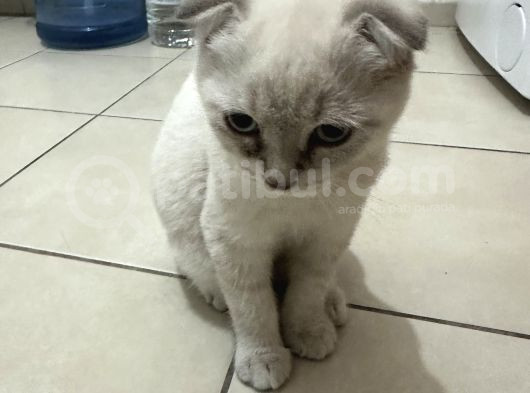 3 Aylık Sağlıklı Blue Point Yavrularıma Yuva Arıyorum görsel
