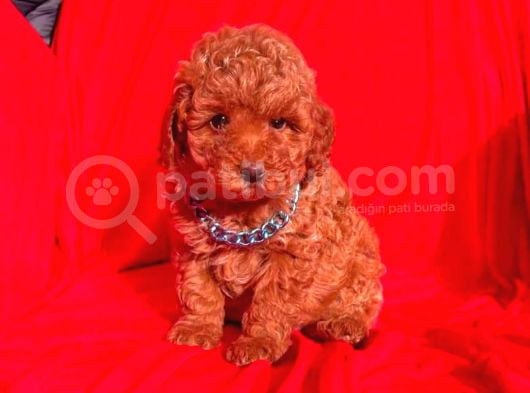Tooy poodle cinsi kıpkırmızı Red mini Boy 