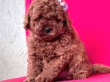 Tooy Poodle Cinsi Kıpkırmızı Red Mini Boy 