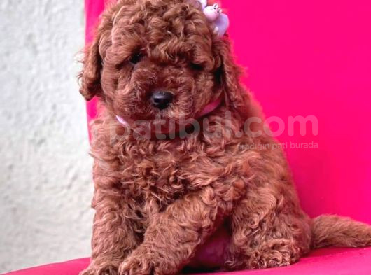 Tooy Poodle Cinsi Kıpkırmızı Red Mini Boy  görsel