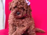 Tooy poodle cinsi yavrular Dişi erkek mevcuttur 