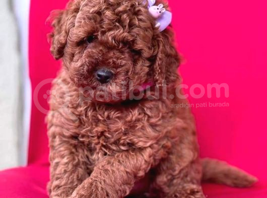 Tooy Poodle Cinsi Yavrular Dişi Erkek Mevcuttur 