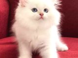 SAFKAN BRİTİSH LONGHAİR CY1233 ERKEK YAVRU