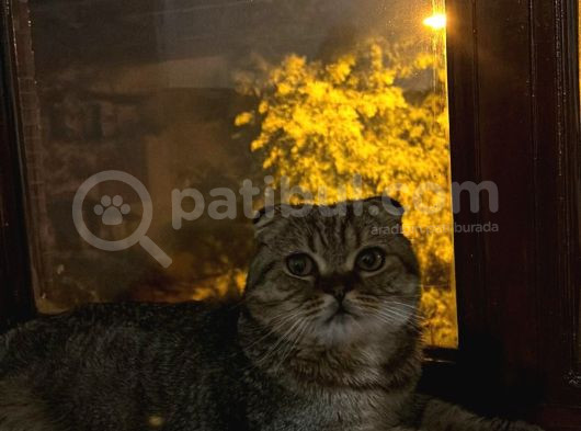 Çikoya Yuva Olur Musunuz Acil Ilan görsel