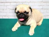 A Kalite Pug Yavrularımız Yeni Yuvalarını Arıyorlar
